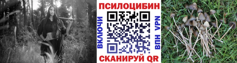 Псилоцибиновые грибы Cubensis Купить где Дедовск